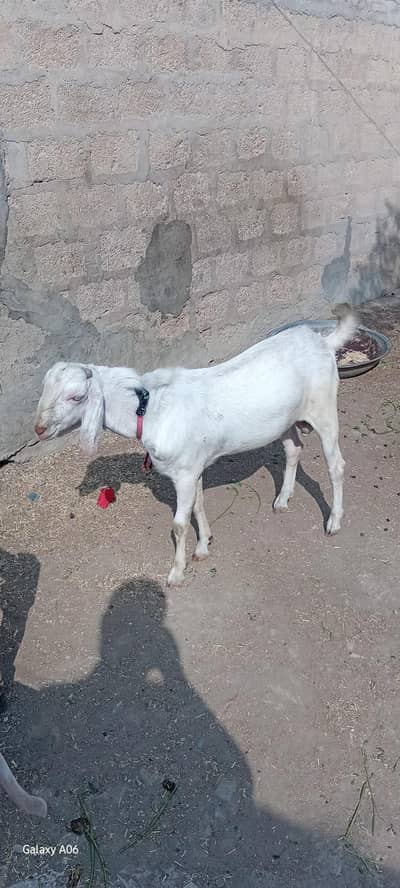 masha allah 2 gulabi teda bakra for sell urgently.