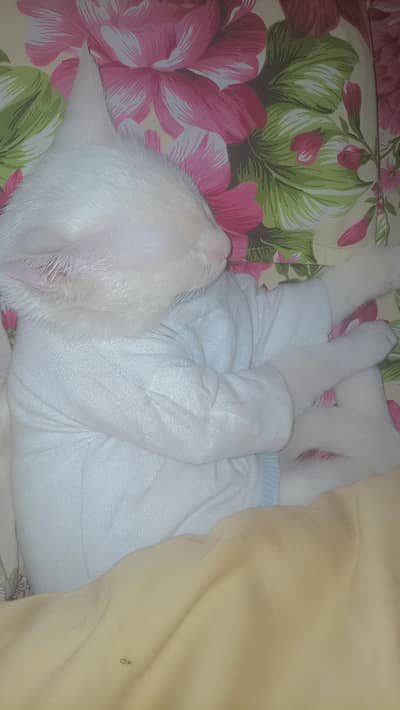 white fluffy fur male cat