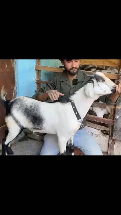 Bakra qurbani 2026