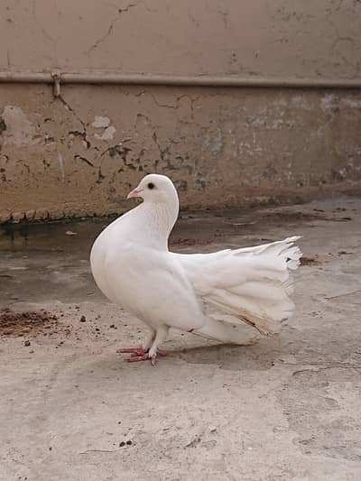 fantail pigeon (lakka kabbotar)