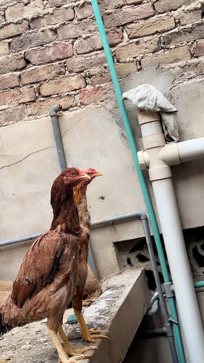 Egg providing hen best for breeding white nook and nali