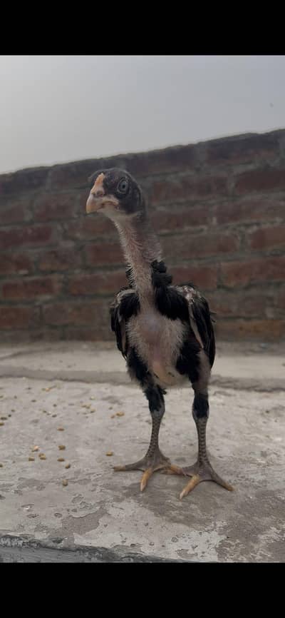 polish shamo dragon Thai aseel