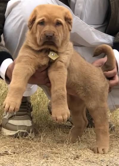 Afghan Kuchi | pure Afghan Kuchi puppies pair | Afghan Kuchi dog