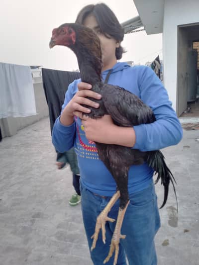 Shamo patha for sale