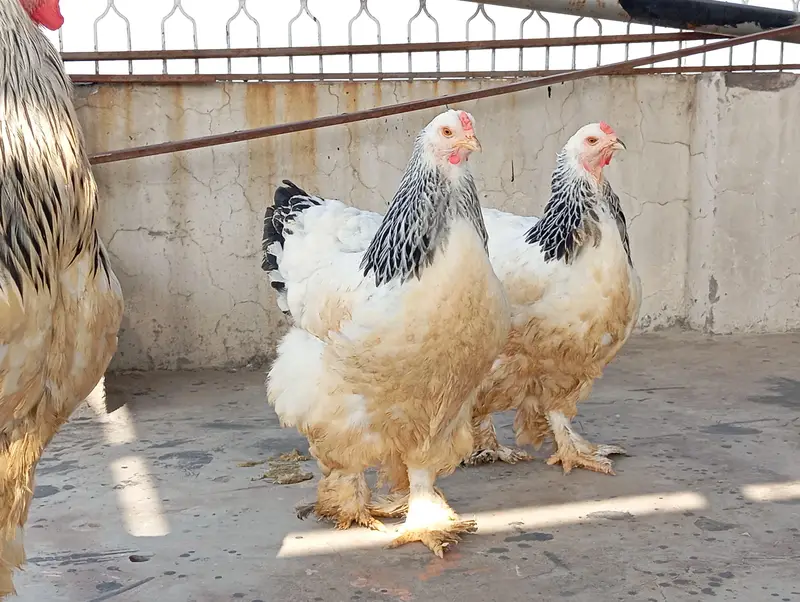 LIGHT COLUMBIIAN BRAHMA — photo 9