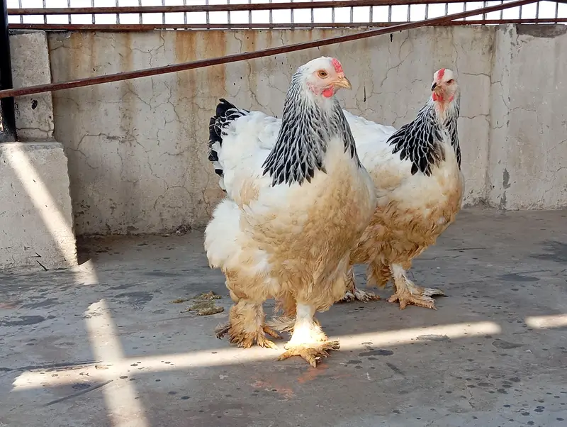 LIGHT COLUMBIIAN BRAHMA — photo 10