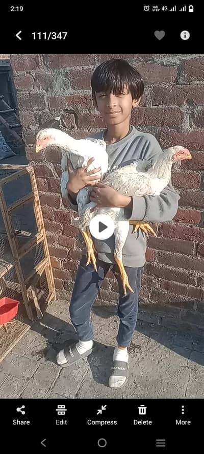 white ohh shamoo pair