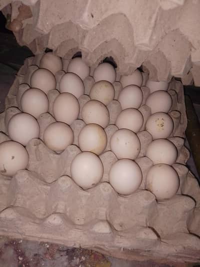 aseel fertile eggs