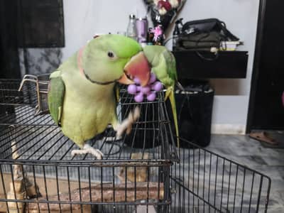 Raw Parrots Pair (Hand tamed) With Cage