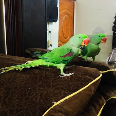 Alexandera Raw Parrott