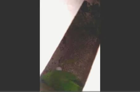 Ringneck breeder pair healthy and active.