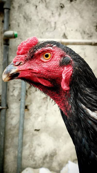 Top quality black japnese shamo