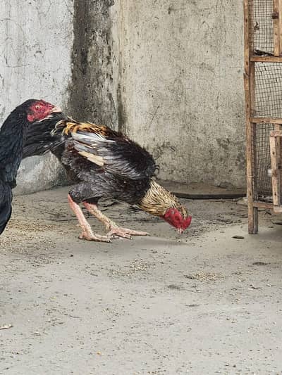 ASEEL OTHERR FORNSALE