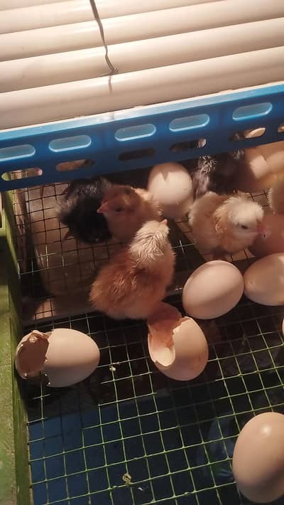 Dasi chicks 0303/8868142