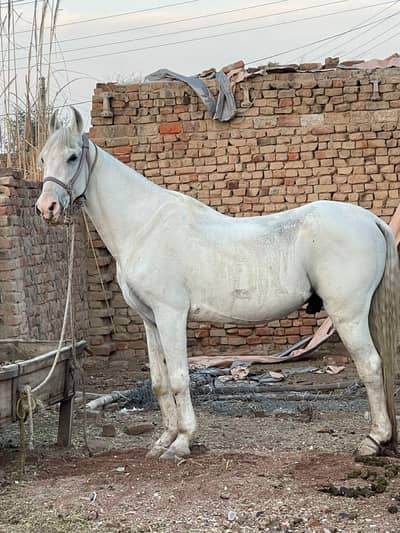 Breeder chalbaz  nukra sava ghora