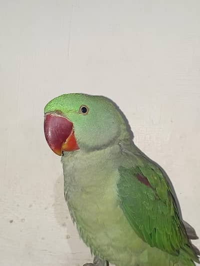 Chance deal: Kashmiri green ringneck parrot