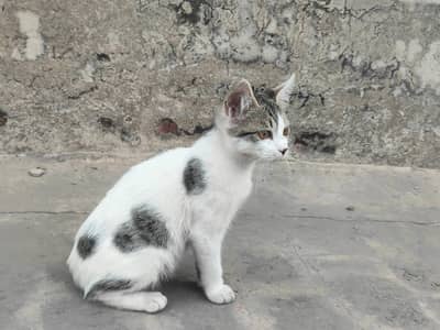 Cute kittens up for adoption