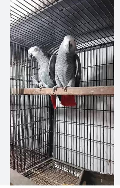 African gray ready to 1st breed pair