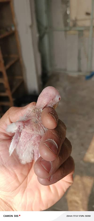 mashallah albino split  pair with red eye chicks