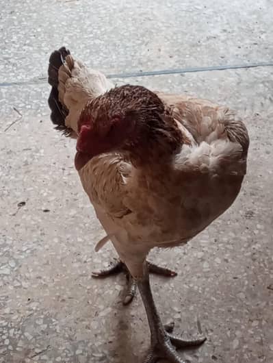 shamo female egg laying available for sale healthy and active