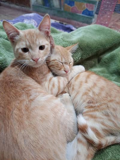 PERSIAN CATS FOR SALE MALE & FEMALE