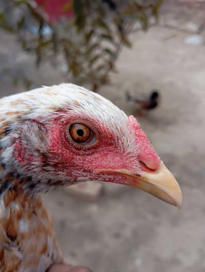 high quality Thai cross chicks pair