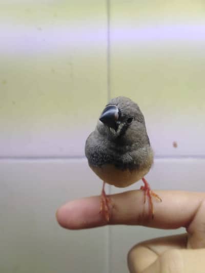 Super hand tame finch male available