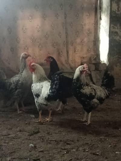 Desi murgha for sale