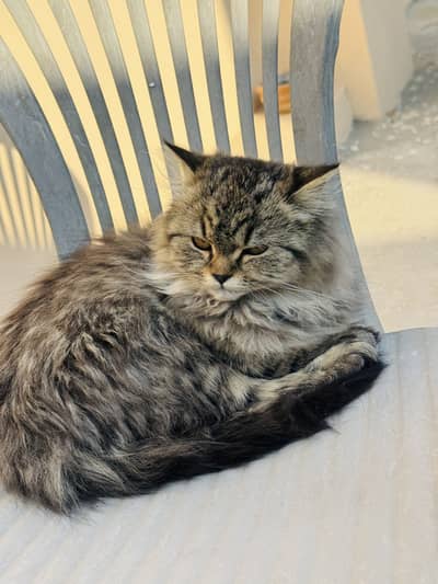 Siberian female kitten