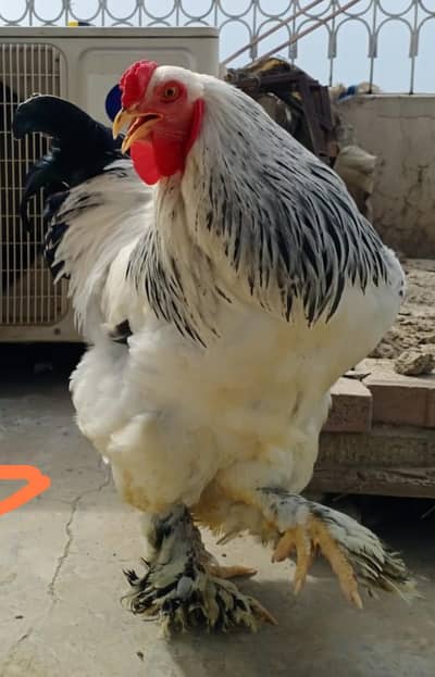 LIGHT COLUMBIIAN BRAHMA