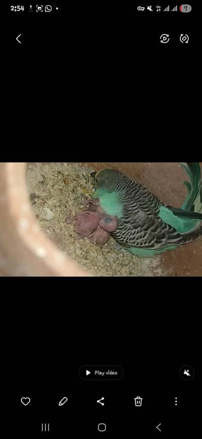 brahma cock, bajri pair, java, lovebirds pairs and  cocatail pair