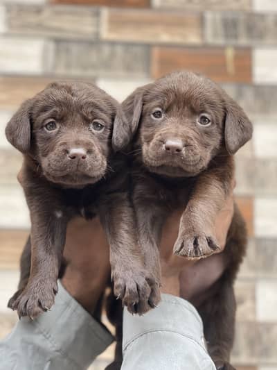 Chocolate Labrador puppies