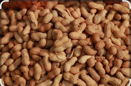Peanut for sale
