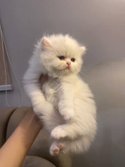 Quality kittens in Hyderabad