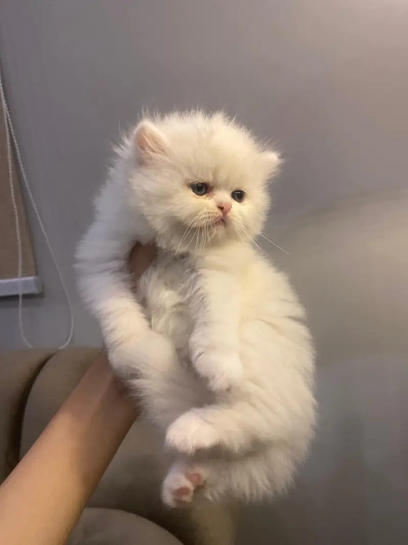 Visit our shop for kittens in latifabad unit 6