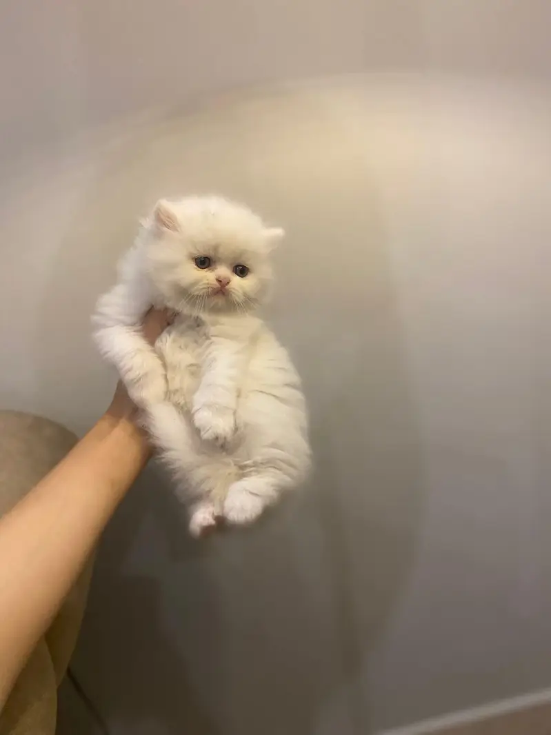 Visit our shop for kittens in latifabad unit 6 — photo 2
