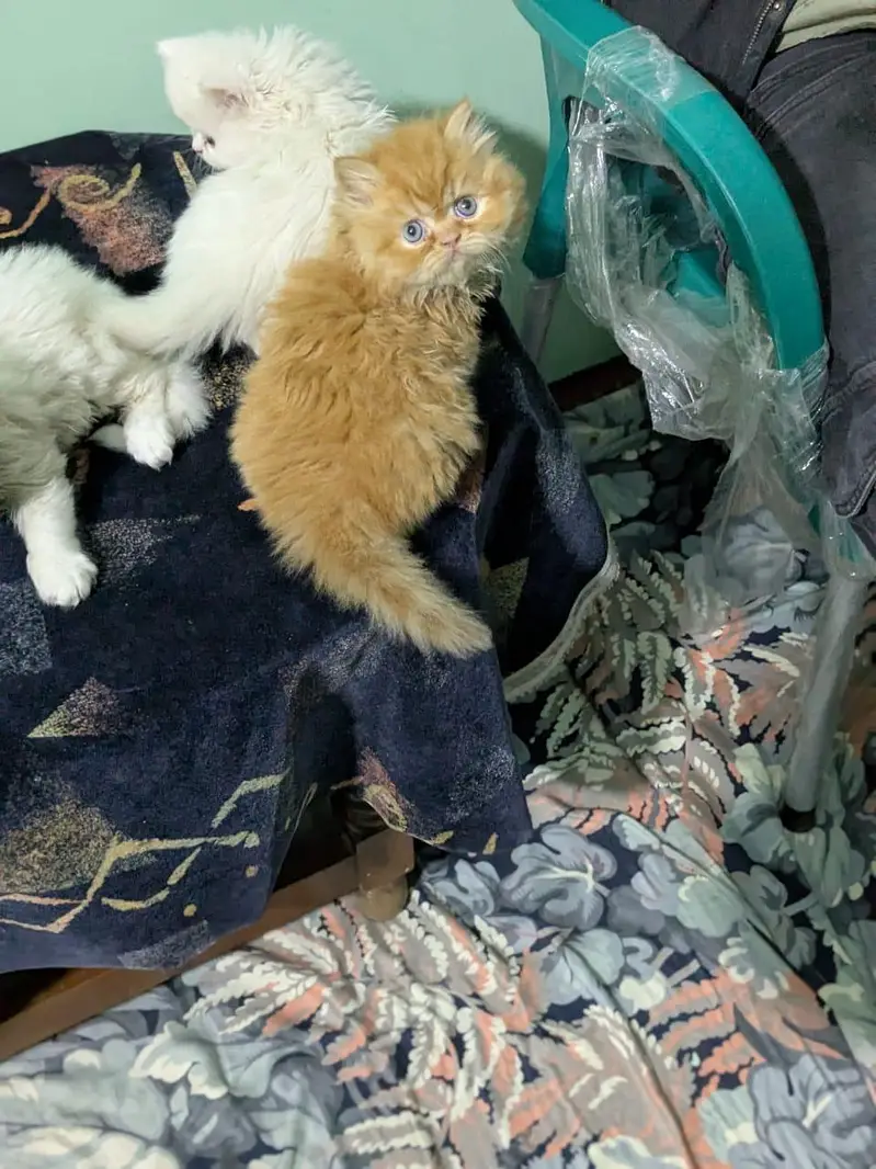 Visit our shop for kittens in latifabad unit 6 — photo 3