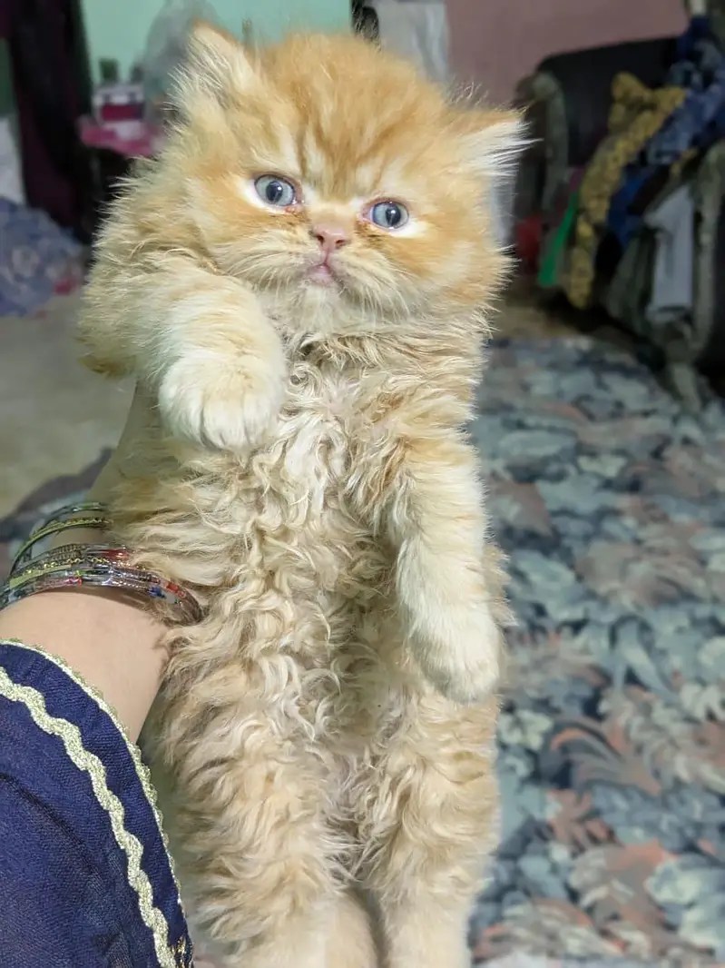 Visit our shop for kittens in latifabad unit 6 — photo 4