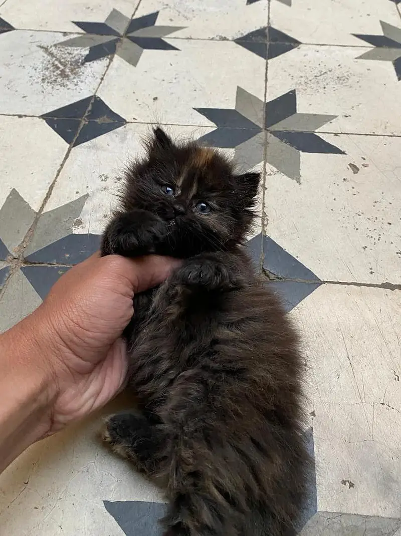 Visit our shop for kittens in latifabad unit 6 — photo 5