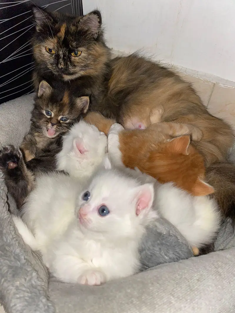 Visit our shop for kittens in latifabad unit 6 — photo 6