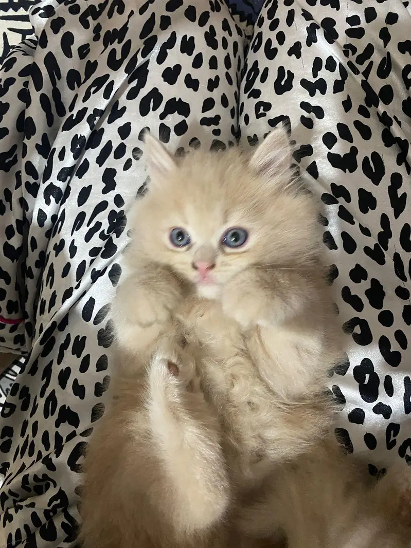 Visit our shop for kittens in latifabad unit 6 — photo 7