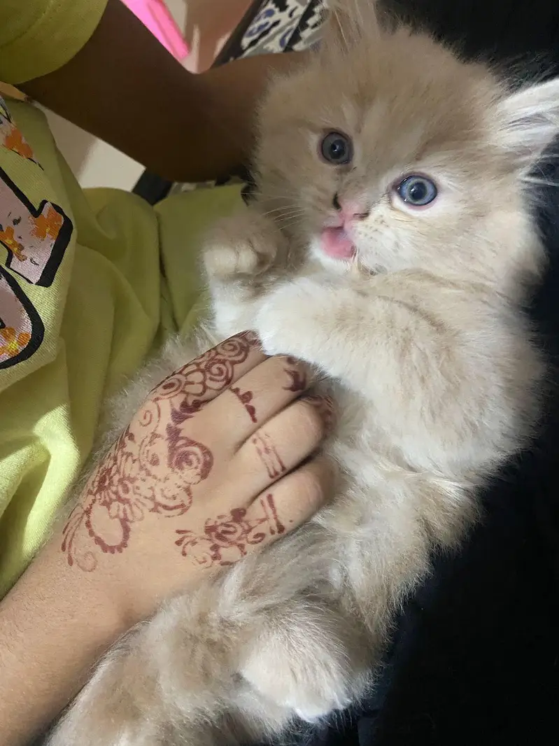 Visit our shop for kittens in latifabad unit 6 — photo 8