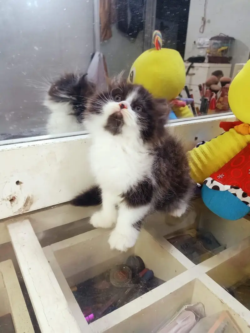 Visit our shop for kittens in latifabad unit 6 — photo 9