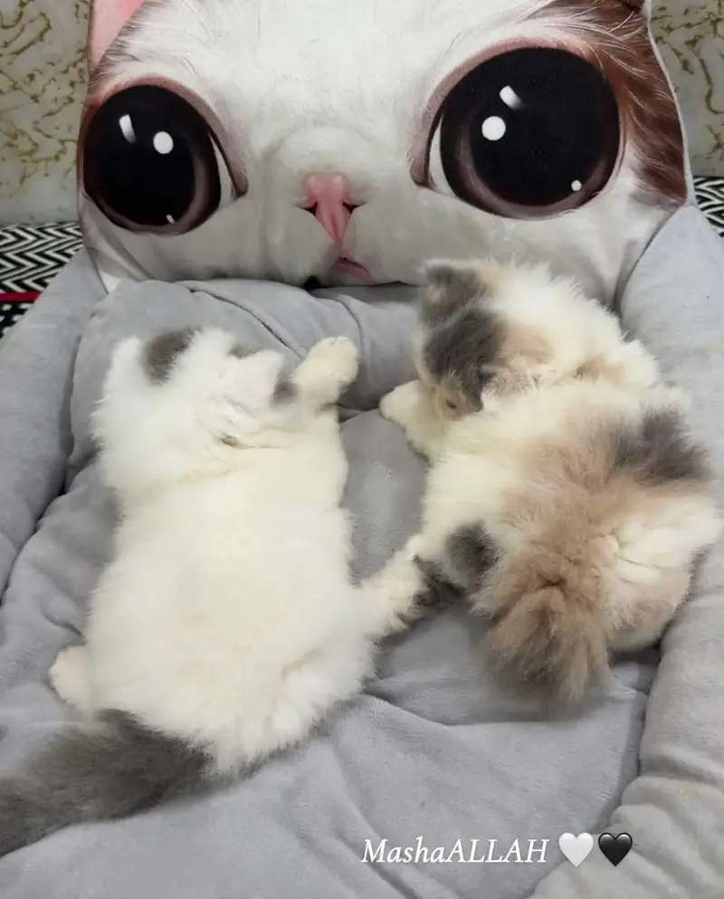 Visit our shop for kittens in latifabad unit 6 — photo 10