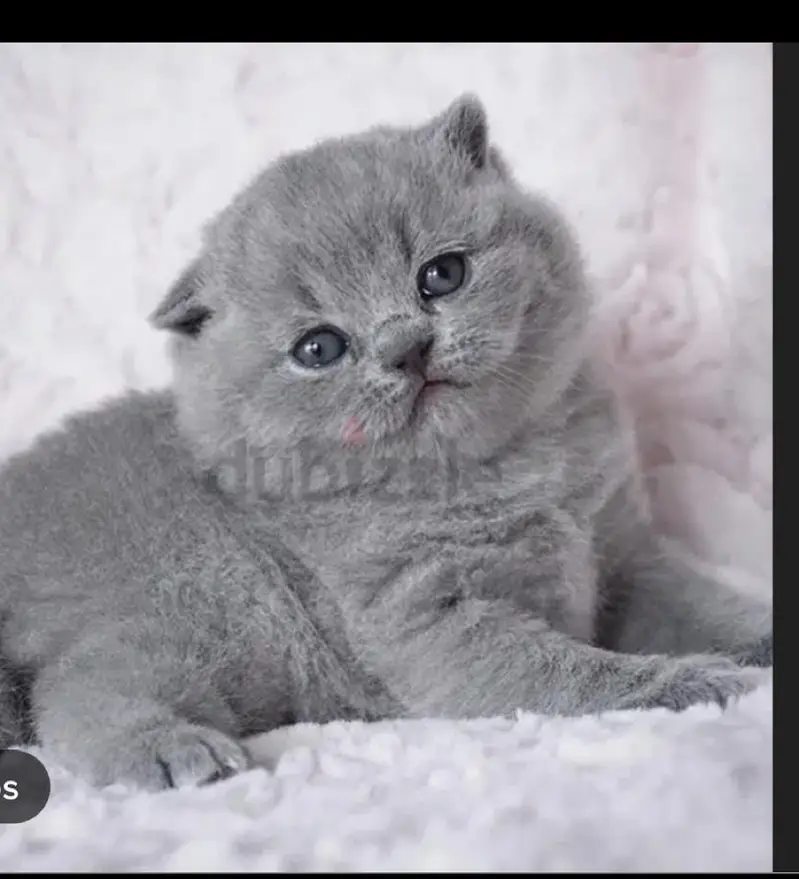 Visit our shop for kittens in latifabad unit 6 — photo 11