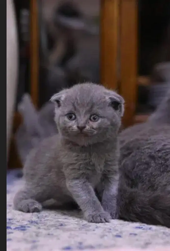 Visit our shop for kittens in latifabad unit 6 — photo 12