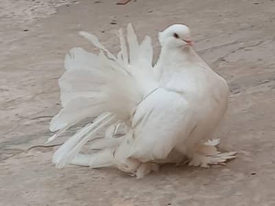 Pigeons American Breedair Male