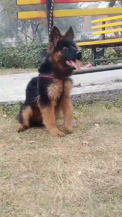 German shepherd puppies  my WhatsApp number 03245285207