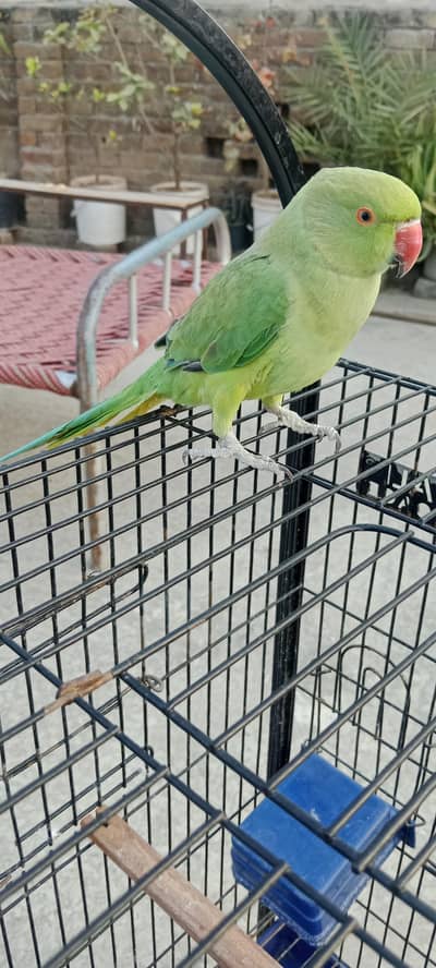 Green Handtame Male Parrot