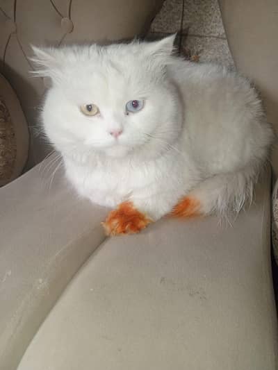 Persian male cat for sale